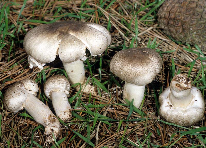 Agaricus praeclaresquamosus